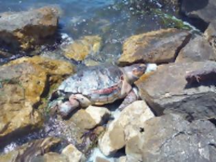 Φωτογραφία για Νεκρή χελώνα Καρέτα-Καρέτα στον θαλάσσιο χώρο μπροστά, από το Δημαρχείο της Πρέβεζας!
