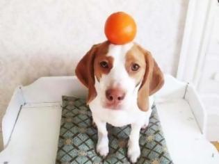 Φωτογραφία για Ο σκύλος και το πορτοκάλι… [Video]