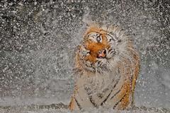 National Geographic Photography Contest 2012,