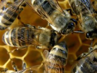 Φωτογραφία για Μελισσοκόμος... με ξένες μέλισσες!