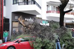 Δέντρο έπεσε και καταπλάκωσε οχήματα στην Ξάνθη
