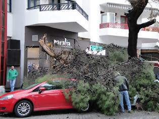 Φωτογραφία για Δέντρο έπεσε και καταπλάκωσε οχήματα στην Ξάνθη