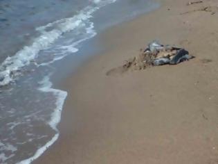 Φωτογραφία για Φρίκη στο Ναύπλιο: Έπνιξαν κουτάβια στην παραλία!