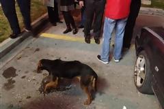Συγκινητική κινητοποίηση για μια σκυλίτσα που χτύπησε και εγκατέλειψε ασυνείδητος [video]