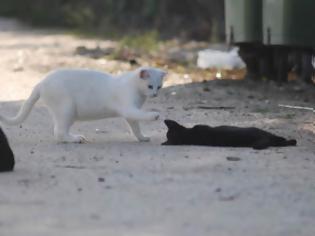 Φωτογραφία για Άγνωστοι θανάτωσαν 10 γάτες στην Ηγουμενίτσα - Τρεις από αυτές βρέθηκαν αποκεφαλισμένες