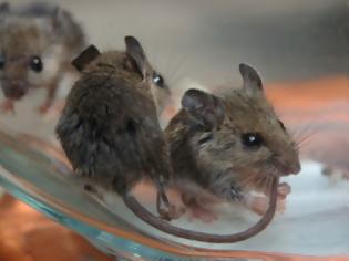 Φωτογραφία για Αχαΐα: Τα Καμίνια πολιορκούνται από ποντίκια και υποφέρουν από τη δυσοσμία!