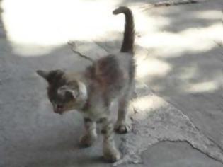 Φωτογραφία για Δηλητηρίασαν γατάκια στην Συκούντα Λέσβου