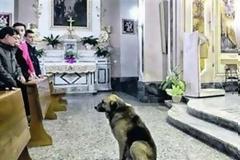 Σκύλος πηγαίνει στην εκκλησία της νεκρής ιδιοκτήτριάς του