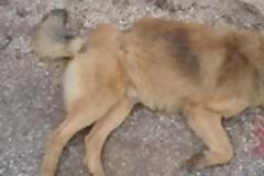 Θηριωδία με φόλες σε 40 ζώα στην Ήπειρο μέσα σε λίγες ημέρες!