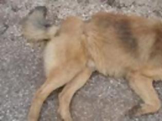 Φωτογραφία για Θηριωδία με φόλες σε 40 ζώα στην Ήπειρο μέσα σε λίγες ημέρες!