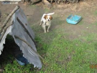 Φωτογραφία για Εκατοντάδες τα βαρελόσκυλα που ζούν μαρτυρικά στη Λέσβο