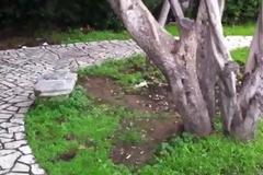 Απίστευτη αλητεία.. Αλλοδαποί ή αθίγγανοι ξερίζωσαν την ελιά του Πλάτωνα για… καυσόξυλα!