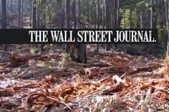 Wall Street Journal: 10.000 δέντρα «εξαφανίστηκαν» από την Ελλάδα το χειμώνα