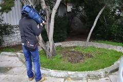 Άγνωστοι έκαναν καυσόξυλα την ελιά του Πλάτωνα!
