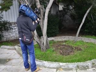 Φωτογραφία για Άγνωστοι έκαναν καυσόξυλα την ελιά του Πλάτωνα!