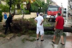 Πάτρα: Έπεσε πεύκο στην Αρόη
