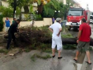 Φωτογραφία για Πάτρα: Έπεσε πεύκο στην Αρόη