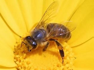 Φωτογραφία για 72χρονο τον τσίμπησε μέλισσα και πέθανε