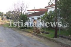 Ωρεοί: Τα δέντρα του δημοτικού σχολείου κατέληξαν στο τζάκι!