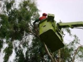 Φωτογραφία για Αναγνώστης βρίσκει πλεονασμό προσωπικού στο κλάδεμα δέντρων...