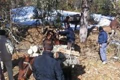 Αλβανοί λαθροϋλοτόμοι αποψιλώνουν τα δάση (!) του Γράμμου!!!