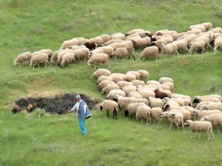 Φωτογραφία για Προς πληρωμή ενισχύσεις ύψους 30 εκατ. ευρώ σε κτηνοτρόφους