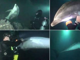 Φωτογραφία για Βίντεο: Η συγκλονιστική στιγμή που δελφίνι ζητά βοήθεια από δύτες