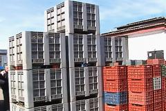 Μέρα νύχτα δουλεύουν τα ελαιοτριβεία στην Ανατολική Φθιώτιδα για να προλάβουν την παραγωγή