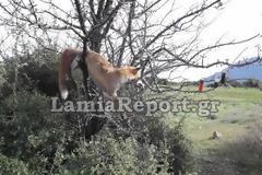 Φθιώτιδα: Σκότωσαν και κρέμασαν αλεπού