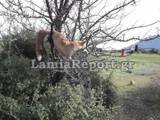 Φωτογραφία για Φθιώτιδα: Σκότωσαν και κρέμασαν αλεπού