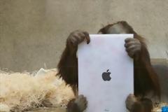 Πίθηκοι με iPad σε ζωολογικό κήπο [video]