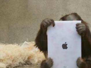 Φωτογραφία για Πίθηκοι με iPad σε ζωολογικό κήπο [video]
