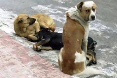 Αδέσποτα ενημερώνουν για την ασφάλεια των πεζών