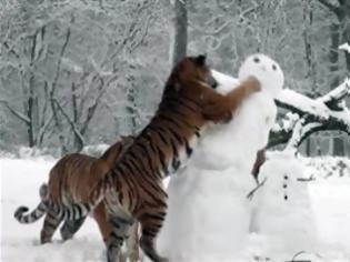 Φωτογραφία για Τίγρεις επιτίθενται σε... χιονάνθρωπους [Video]