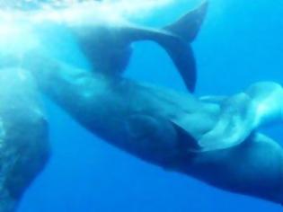 Φωτογραφία για Φάλαινες υιοθετούν δελφίνι με ειδικές ανάγκες