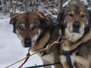 Φωτογραφία για Συγκινητικό: Τυφλός σκύλος οδηγεί έλκηθρο με τη βοήθεια του αδερφού του