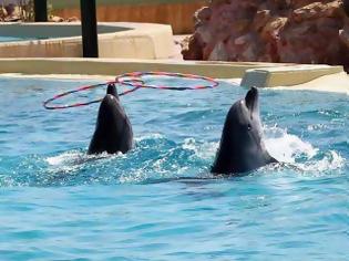 Φωτογραφία για Ζητούν από την Εισαγγελία να σταματήσει τις παραστάσεις με τα δελφίνια
