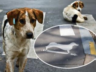 Φωτογραφία για Δείτε την απίστευτη διαφήμιση με αδέσποτα σκυλιά που διδάσκουν την ασφάλεια στους πεζούς (video)