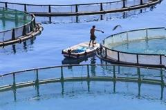 Απλώνει... δίχτυα σε νέες αγορές η ελληνική θαλασσοκαλλιέργεια