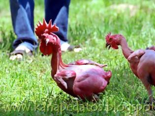 Φωτογραφία για ​​Γυμνά κοτόπουλα έχετε ξαναδεί; (φώτο)