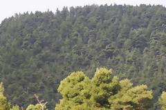 Αντιπυρική θωράκιση των δασών της Σκοπέλου με αισθητήρες και κάμερες