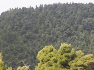Φωτογραφία για Αντιπυρική θωράκιση των δασών της Σκοπέλου με αισθητήρες και κάμερες