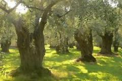 Δικάζονται, σήμερα, για τα κομμένα ελαιόδεντρα