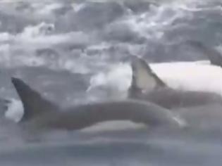 Φωτογραφία για VIDEO: Δελφίνια δημιουργούν σχεδία για να σώσουν μέλος τους
