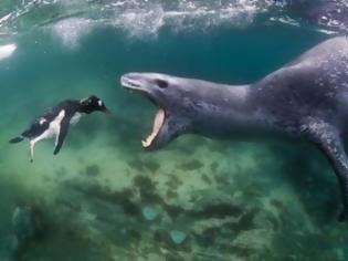 Φωτογραφία για Η άγρια πλευρά της φύσης: Φώκια λεοπάρδαλη επιτίθεται σε πιγκουίνο