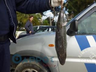 Φωτογραφία για Επικίνδυνο λαγόψαρο έπιασε ψαράς στην Καλαμάτα [video]
