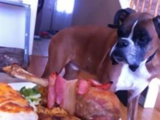 Φωτογραφία για Συγκινητικό βίντεο: Το τελευταίο γεύμα ετοιμοθάνατου σκύλου