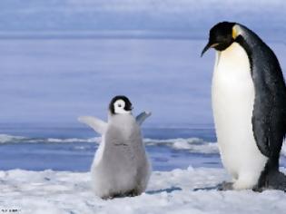 Φωτογραφία για Ανακαλύφθηκε άγνωστη αποικία πιγκουίνων στην Ανταρκτική!