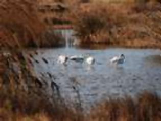 Φωτογραφία για Όταν περνούν οι γερανοί από τις Αλυκές Κίτρους,