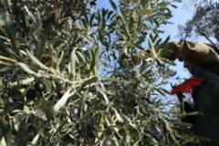 Έπεσε από ελιά, 8 μέτρα κάτω, και δεν έπαθε απολύτως τίποτα!